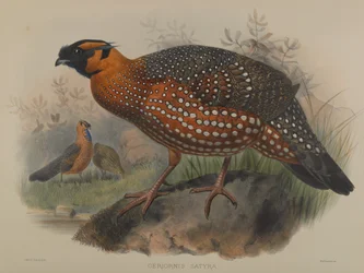 Ceriornis Satyra